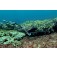 חליפת צלילה Elios Reef Camouflage